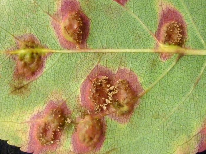 Pomme - Rouille (Gymnosporangium sp.)