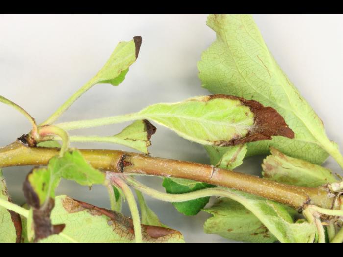 Pomme - Coulure bactérienne (Pseudomonas syringae pv. syringae)