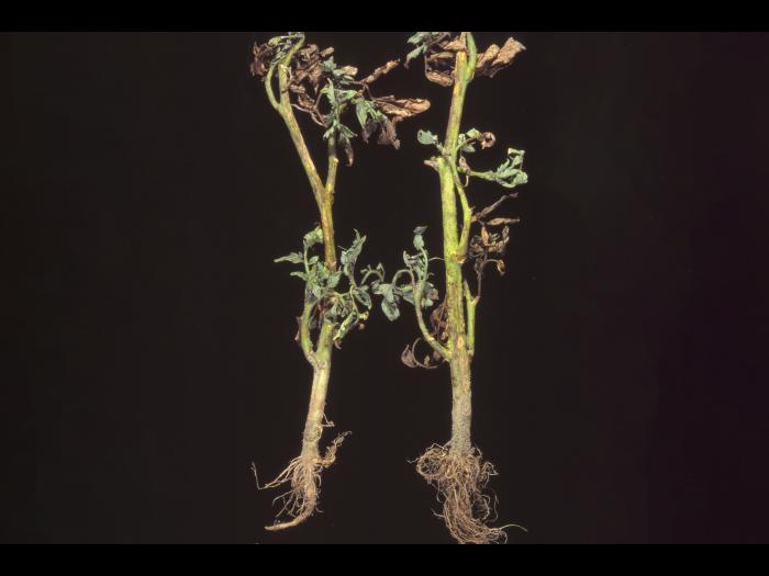 Tomate - Flétrissement bactérien (Ralstonia solanacearum)