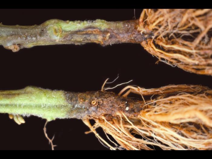 Tomate - Fusariose des racines et du collet (Fusarium oxysporum f. sp. radicis-lycopersici (FORL))