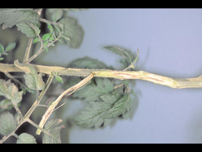 Tomate - Chancre sec (Acremonium strictum)