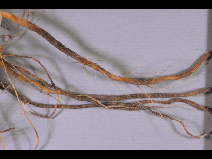 Tomate - Racine liégeuse (Pyrenochaeta lycopersici)