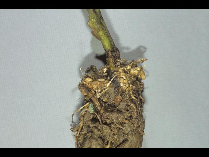 Tomate - Nématode cécidogène du nord (Meloidogyne hapla)