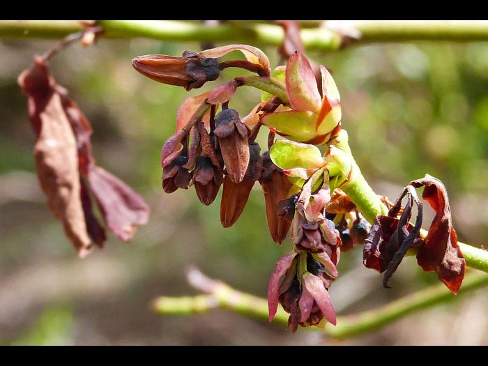 Bleuet - Virus du choc du bleuet (BlShV)