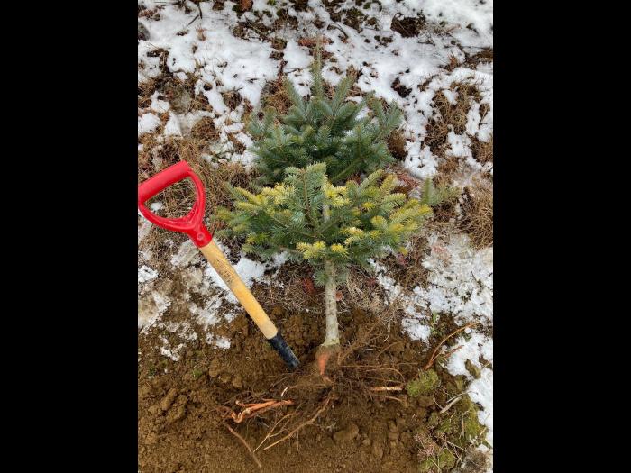 Arbres de Noël (Sapins)_Carences associées à un pH élevé