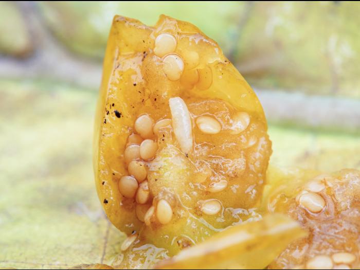 Rhagoletis striatella