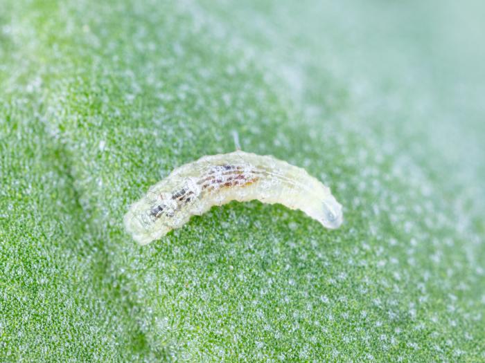 Syrphe d'Amérique (Eupeodes americanus)