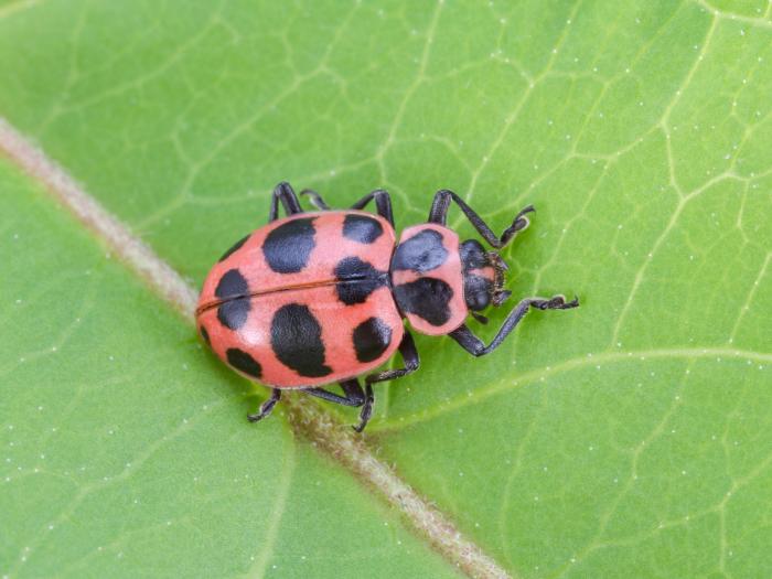 Coccinelle maculée (Coleomegilla maculata)