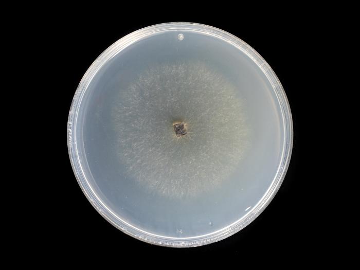 Alternaria_solani_13