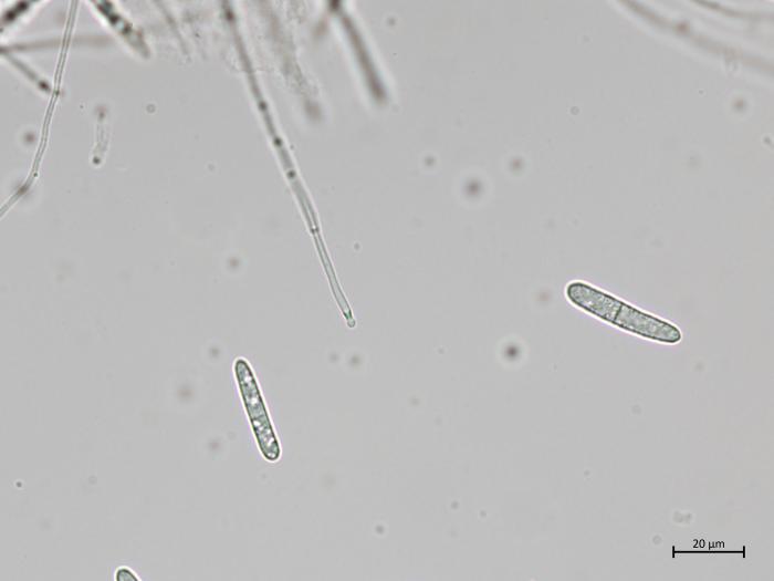 Dactylonectria_torresensis_5