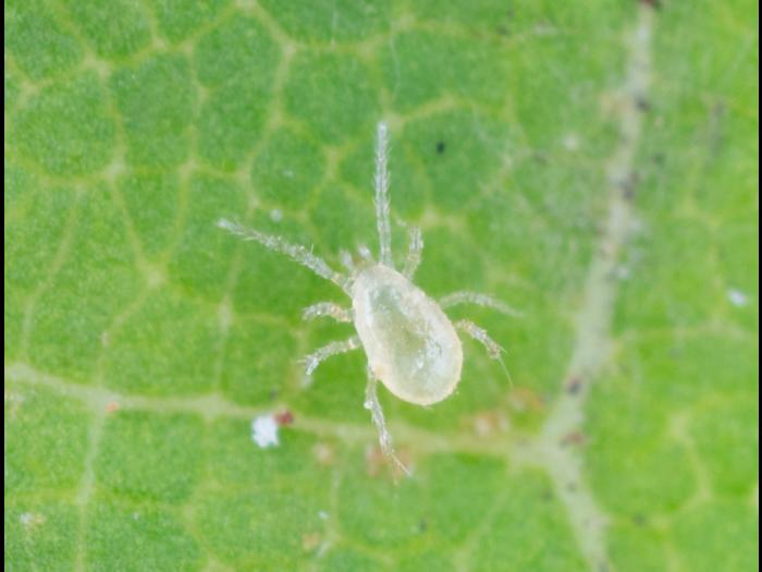 Amblydromalus limonicus