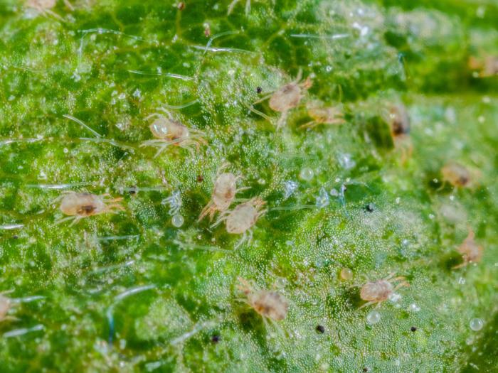 Tétranyque à deux points (Tetranychus urticae)