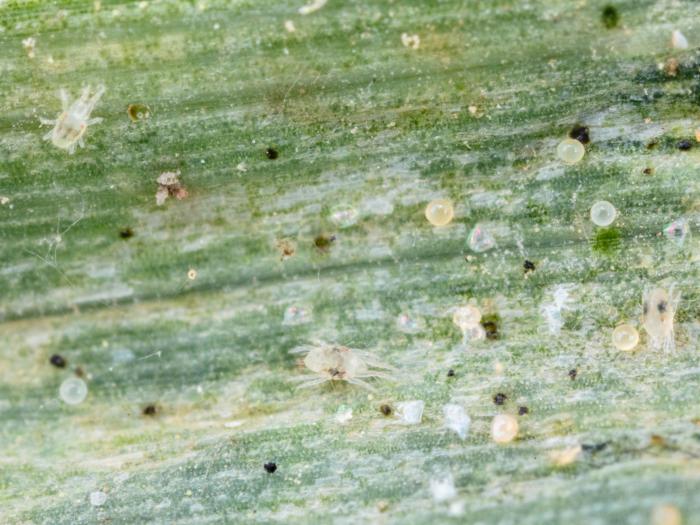 Tétranyque à deux points (Tetranychus urticae)