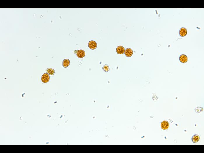 Arthuriomyces sp.