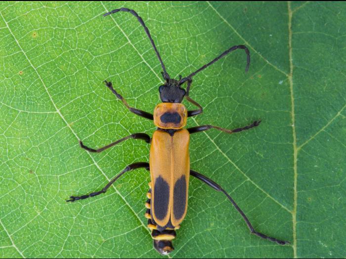 Cantharide de Pennsylvanie (Chauliognathus pensylvanicus )