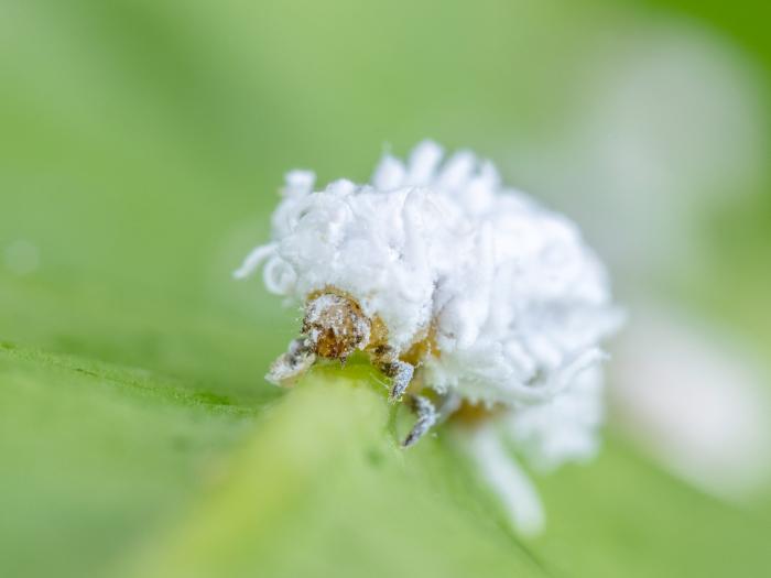 Cryptolaemus montrouzieri