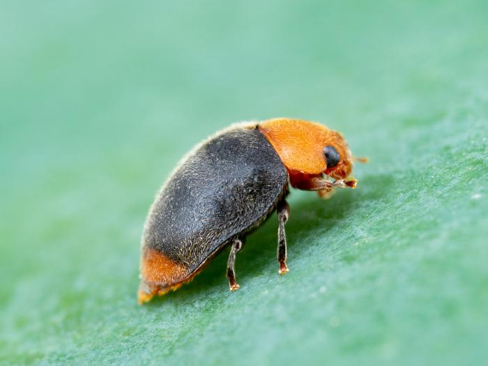 Cryptolaemus montrouzieri