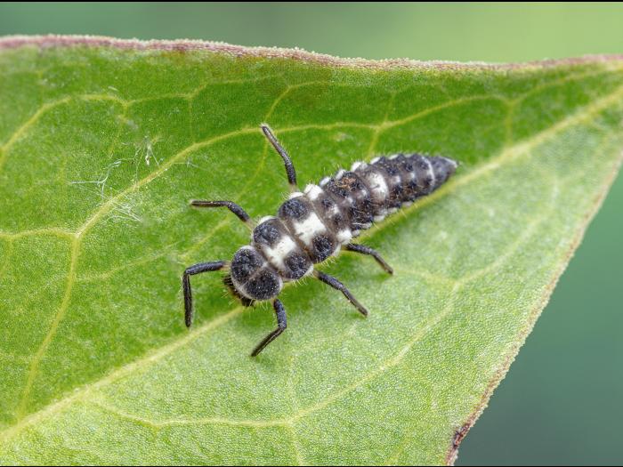 Coccinelle à quatorze points (Propylea quatuordecimpunctata)