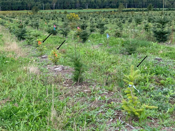 Puceron des racines du sapin baumier (Prociphilus americanus)