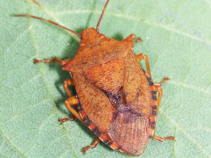 Apateticus bracteatus