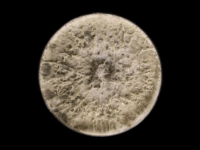 Botryosphaeria_dothidea_6