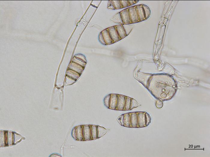 Cephaliophora_tropica_5