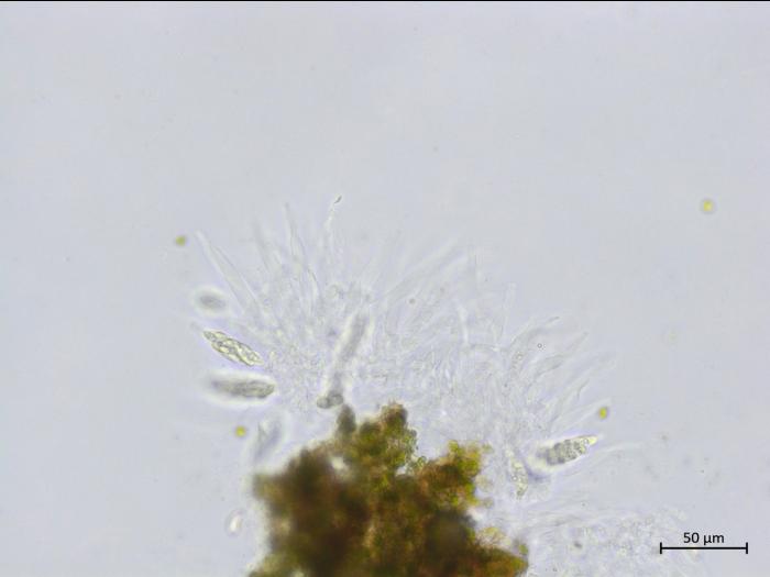 Colletotrichum_boninense_4