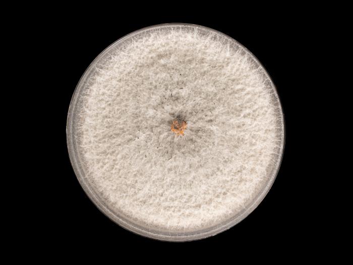 Colletotrichum_siamense_7