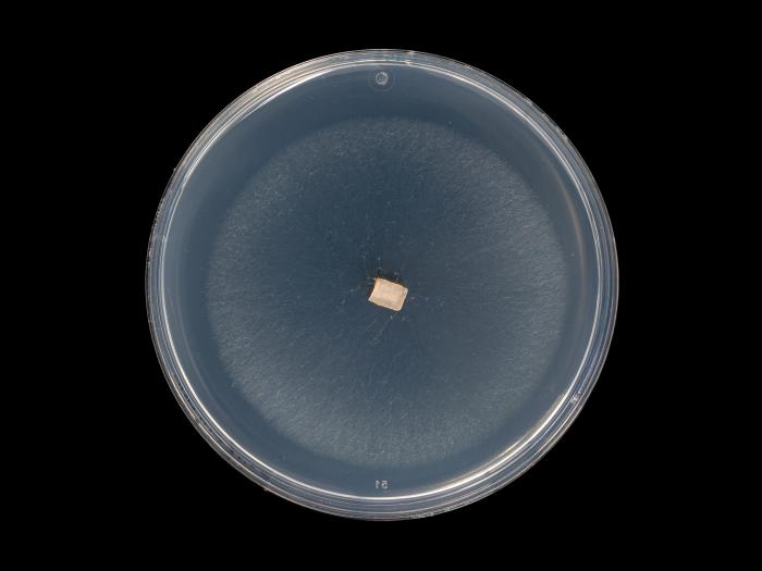 Colletotrichum_siamense_9