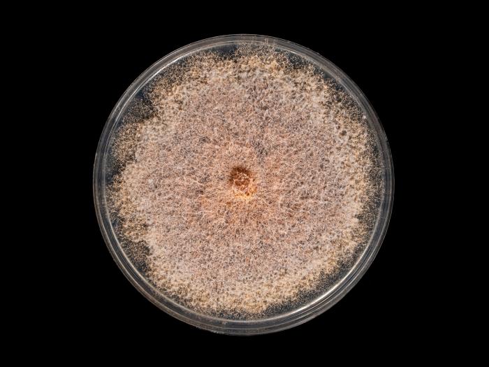 Fusarium_sambucinum_3
