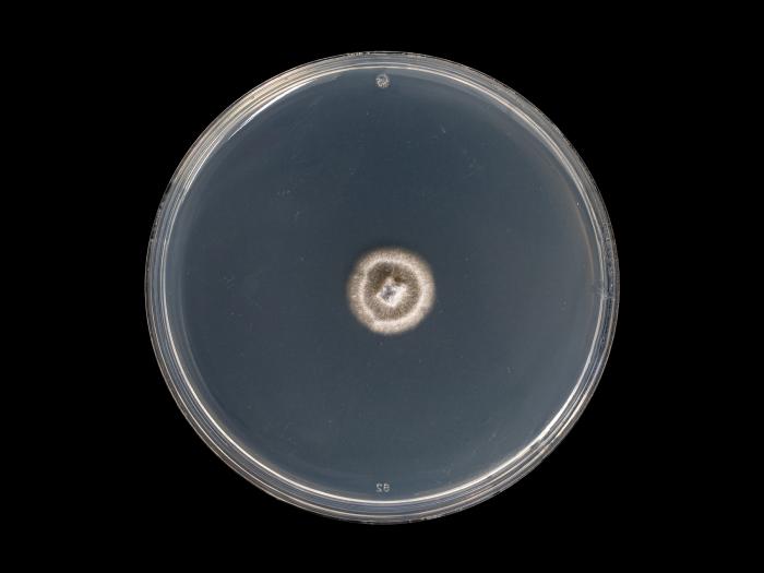 Helminthosporium_solani_6