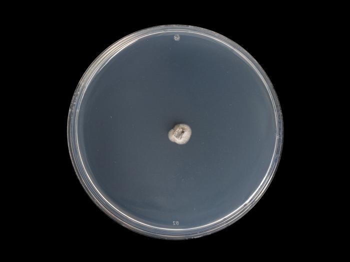 Helminthosporium_solani_4