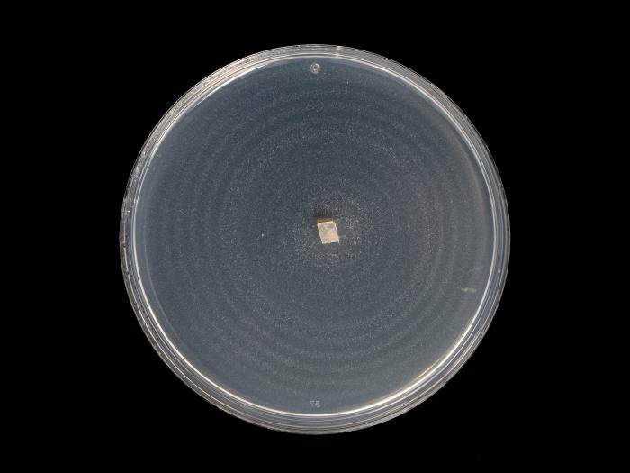 Ilyonectria_liriodendri_8