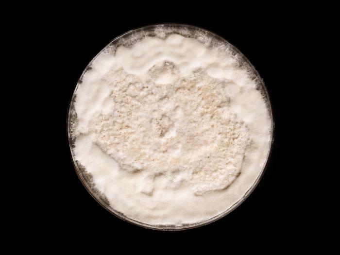 Neopestalotiopsis_sp_5