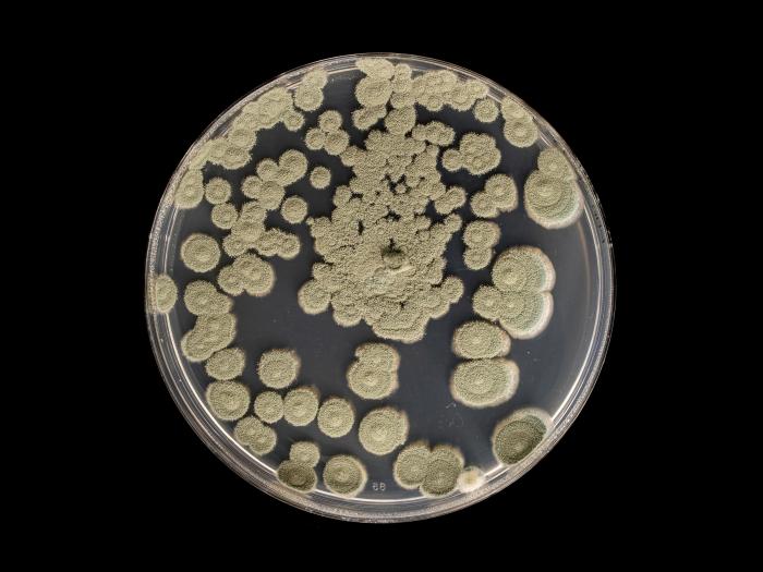 Penicillium_olsonii_1