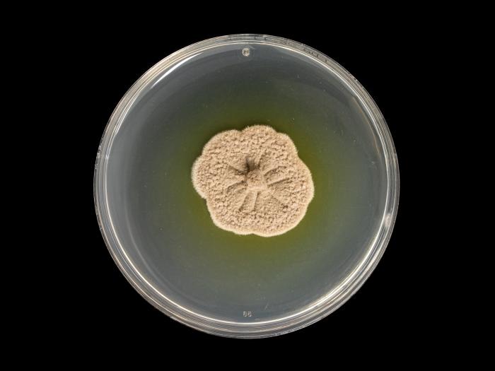 Phaeoacremonium_minimum_3