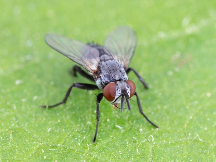 Celatoria setosa