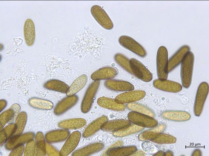 Diplodia_sapinea_2