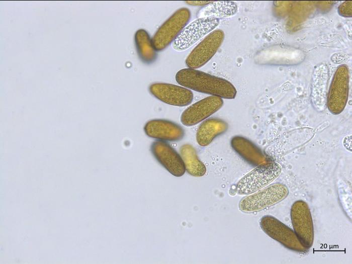Diplodia_sp_1