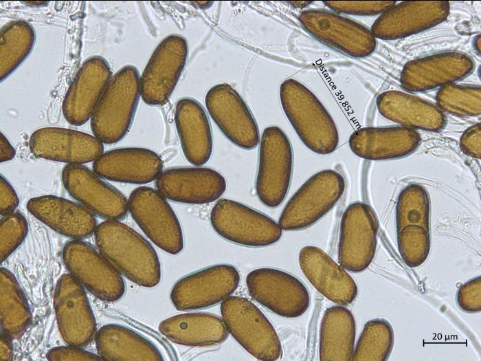 Diplodia_sapinea_3
