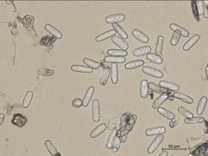 Erysiphe_sp_2
