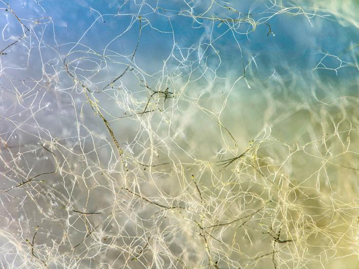 Pyrenophora_sp_2