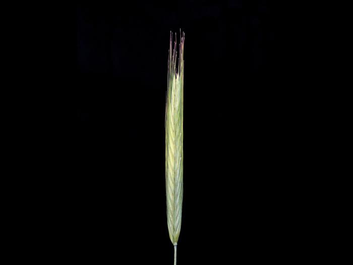 Seigle commun (Secale cereale)_1