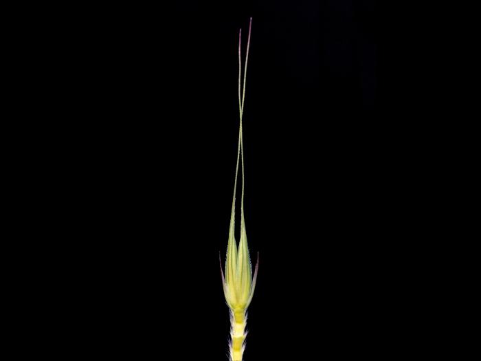 Seigle commun (Secale cereale)_3