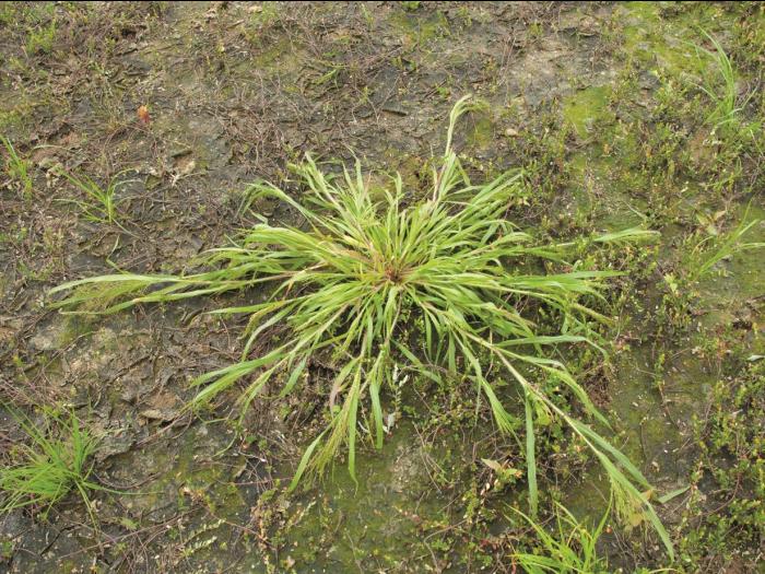 Panic de Tuckerman (Panicum philadelphicum var. tuckermanii)