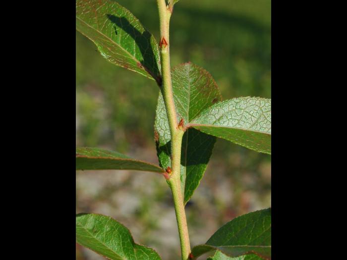 Bleuet feuilles étroites(Vaccinium angustifolium)_2