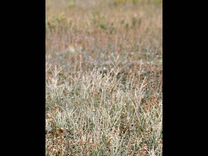 Bleuet fausse-myrtille(Vaccinium myrtilloides)_4