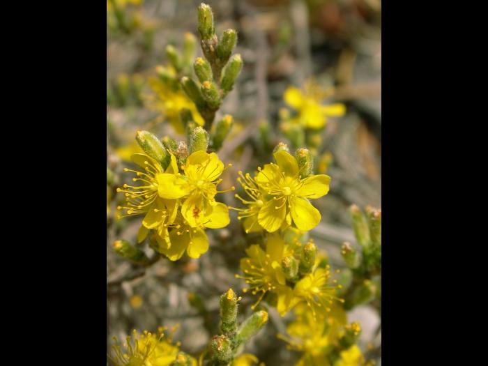 Hudsonie tomenteuse (Hudsonia tomentosa)_4