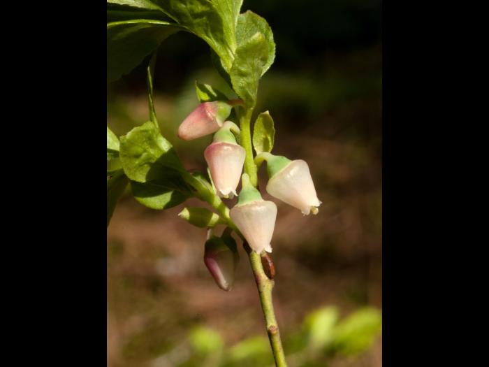 Airelle gazonnante(Vaccinium caespitosum)_2