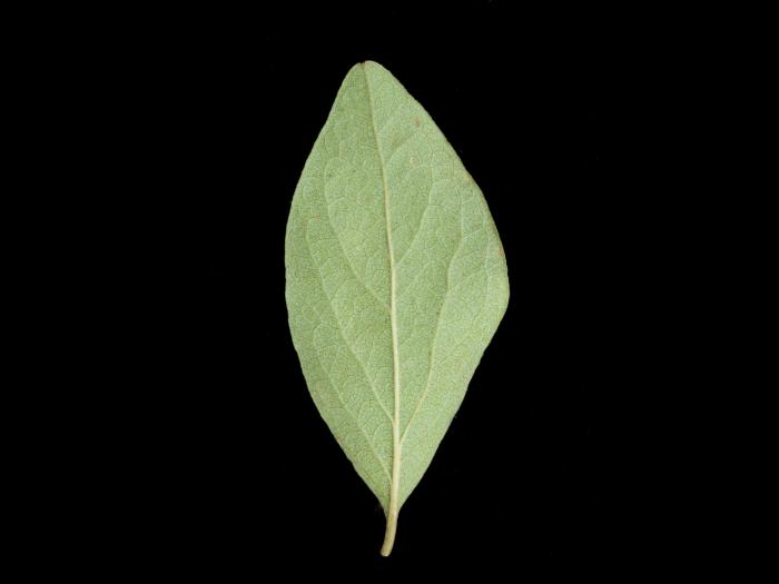 Gaylussaquier fruits bacciformes (Gaylussacia baccata)_4